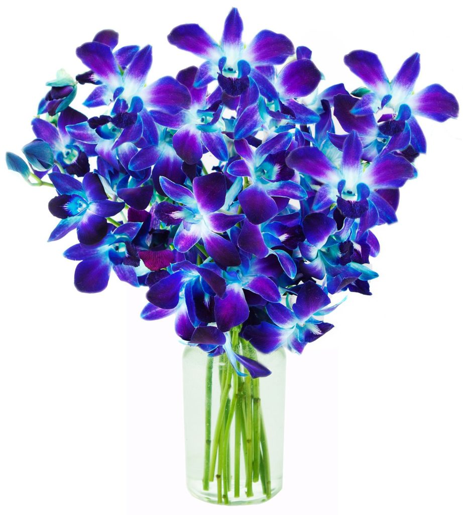 blue orchids