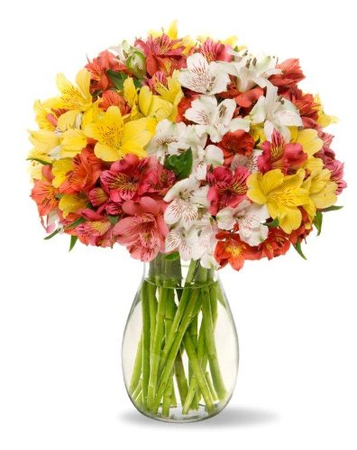 peruvian lilies