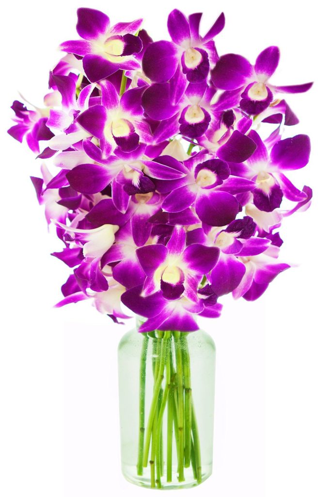 purple orchids