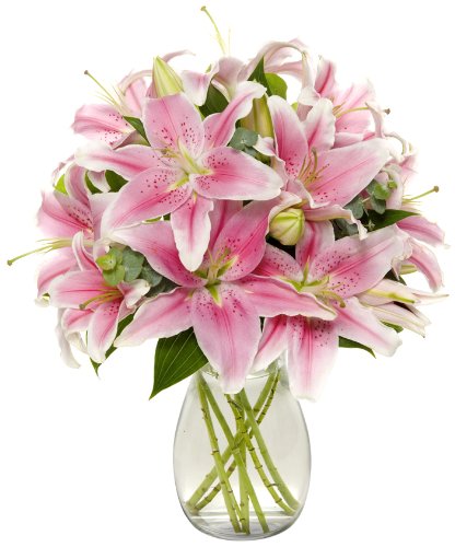 stargazer lilies