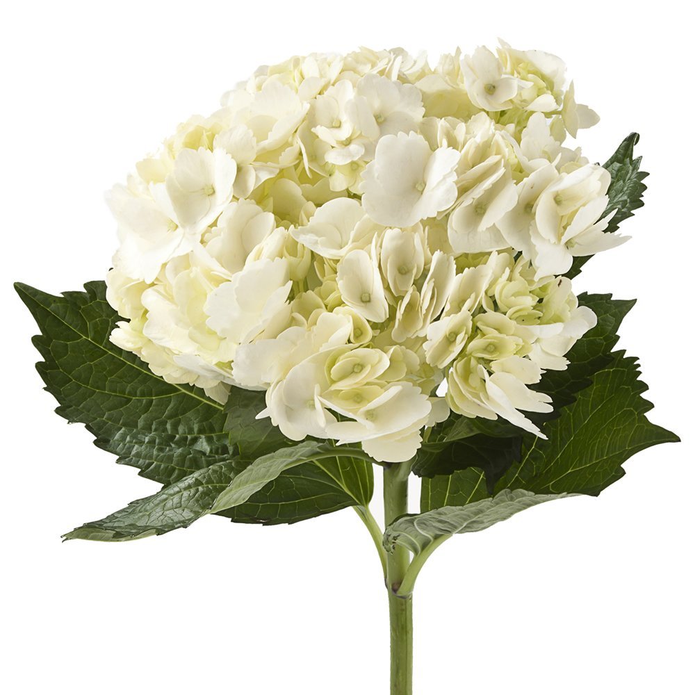 white hydrangeas